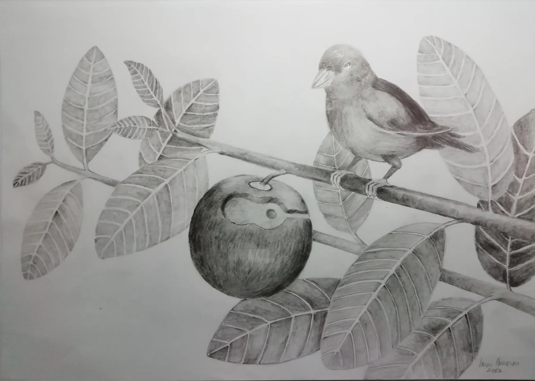 Burung bertengger di dekat buah dan dedaunan dalam gambar monokrom Terdalam.